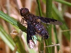 Bee Fly
